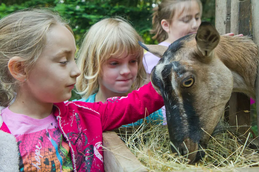 Homesteading skills at camp
